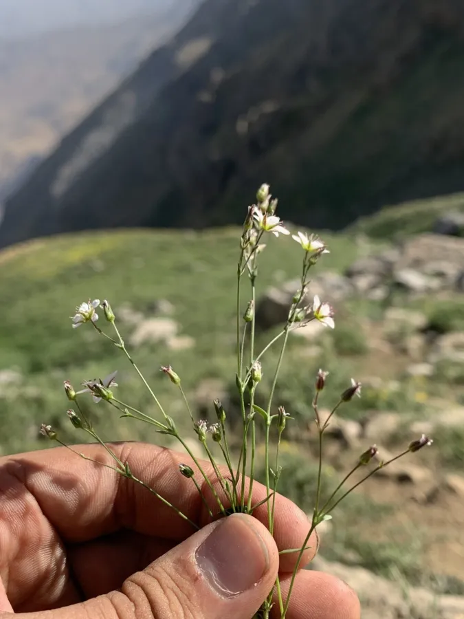 Minuartia hirsuta