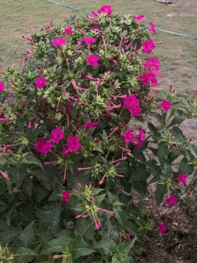 Mirabilis jalapa