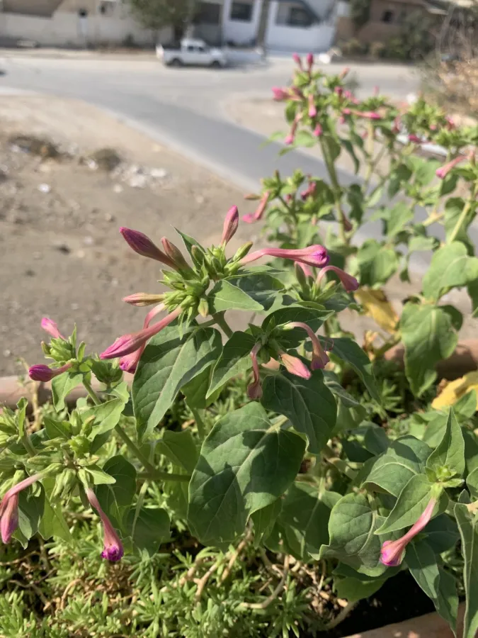 Mirabilis jalapa