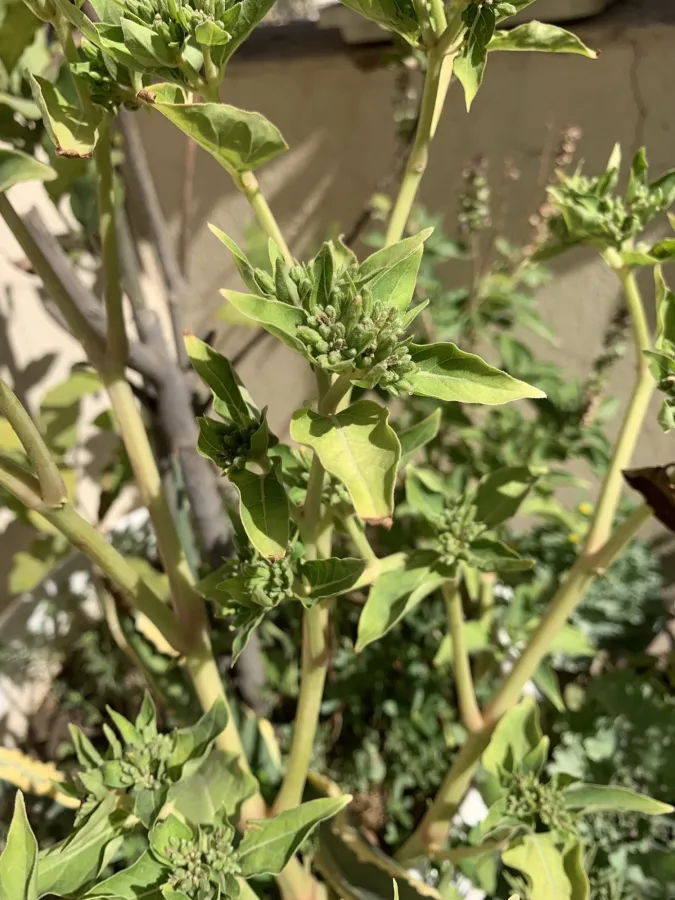 Mirabilis jalapa