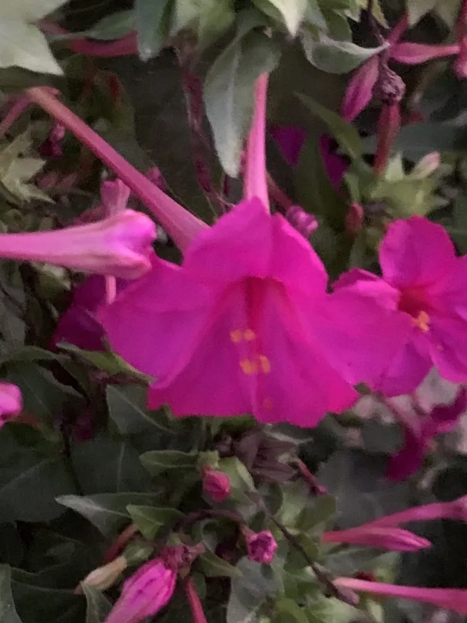 Mirabilis jalapa