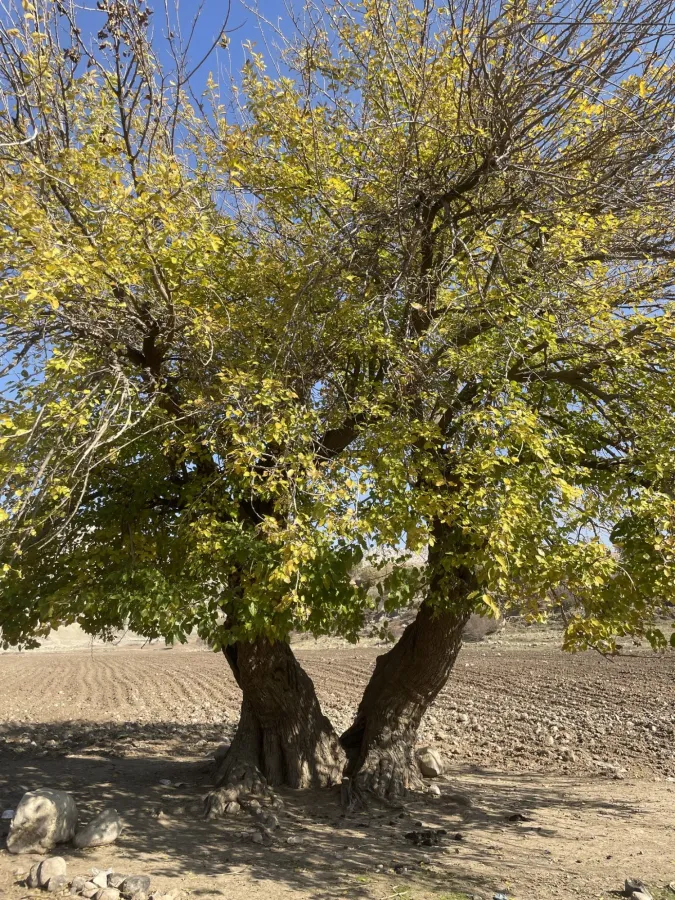 Morus alba