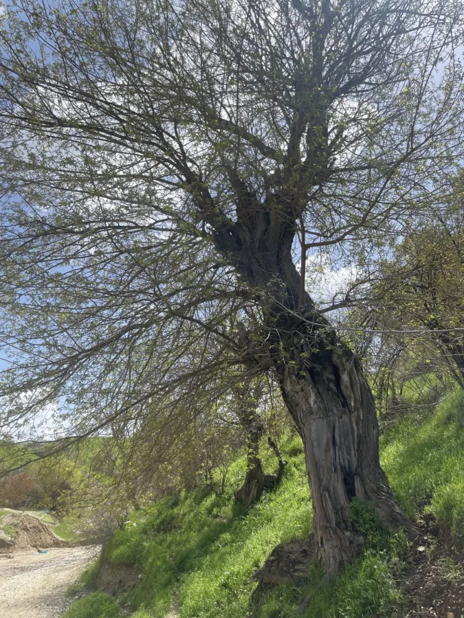 Morus alba