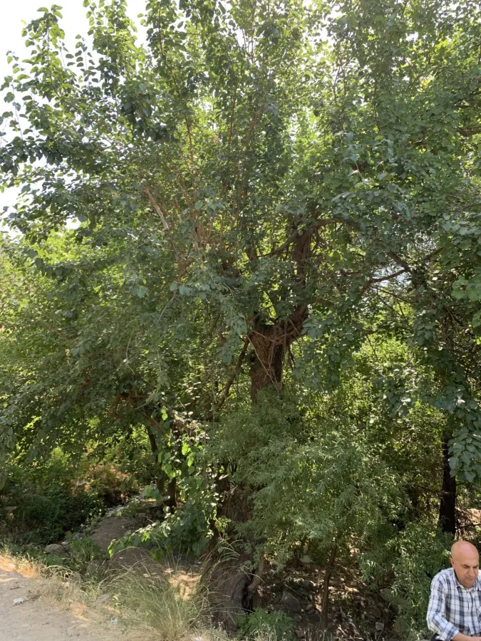 Morus alba