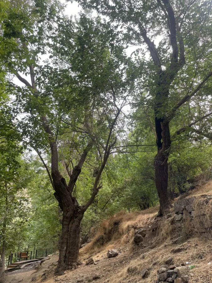 Morus alba