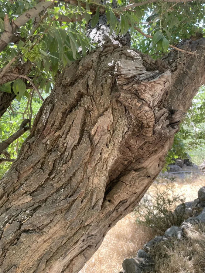 Morus nigra