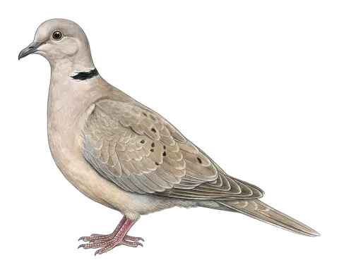 Eurasian Collared Dove