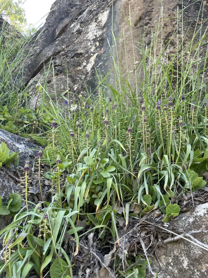 Muscari comosum