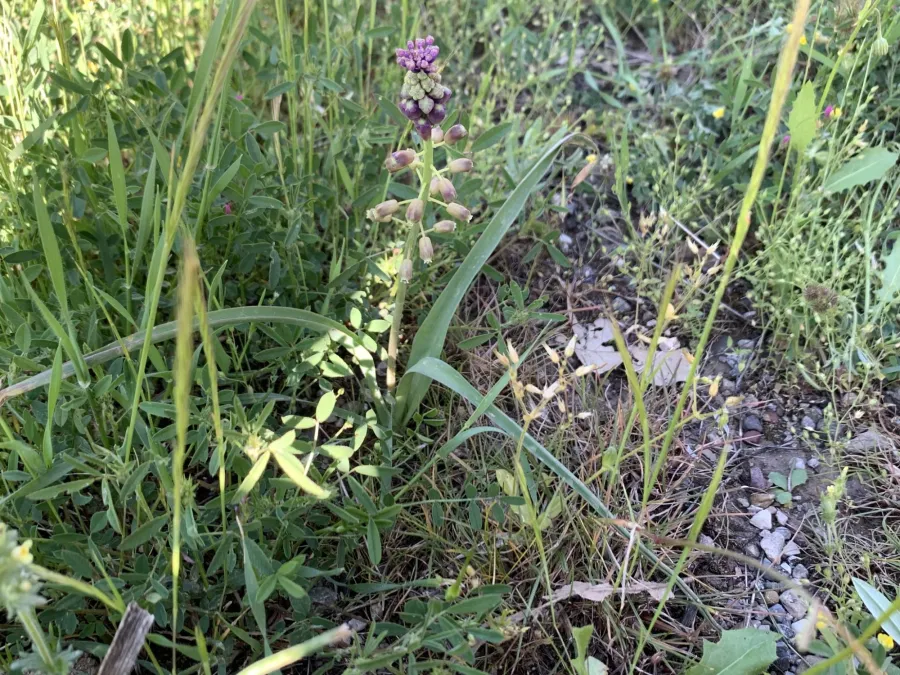 Muscari comosum