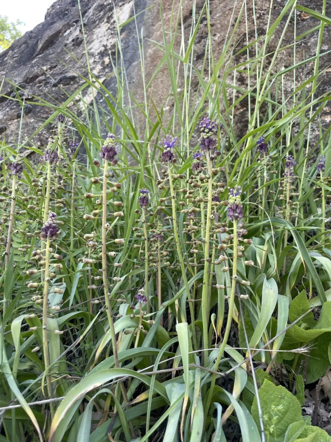 Muscari comosum