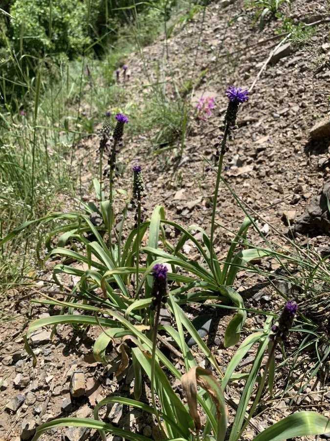 Muscari longipes