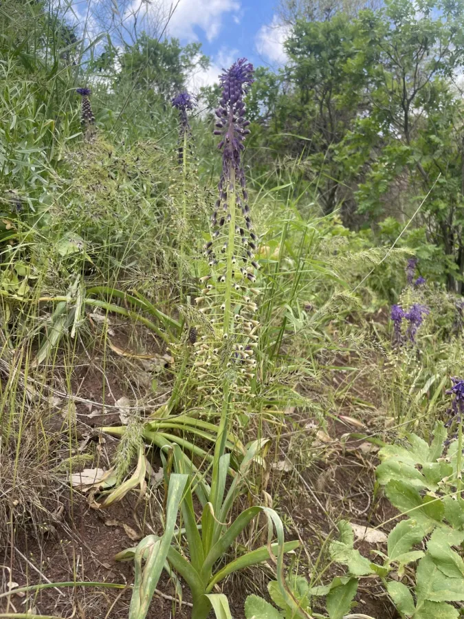 Muscari longipes