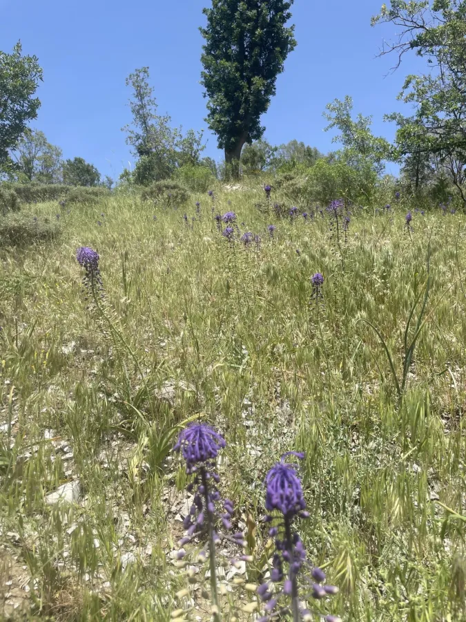 Muscari tenuiflorum