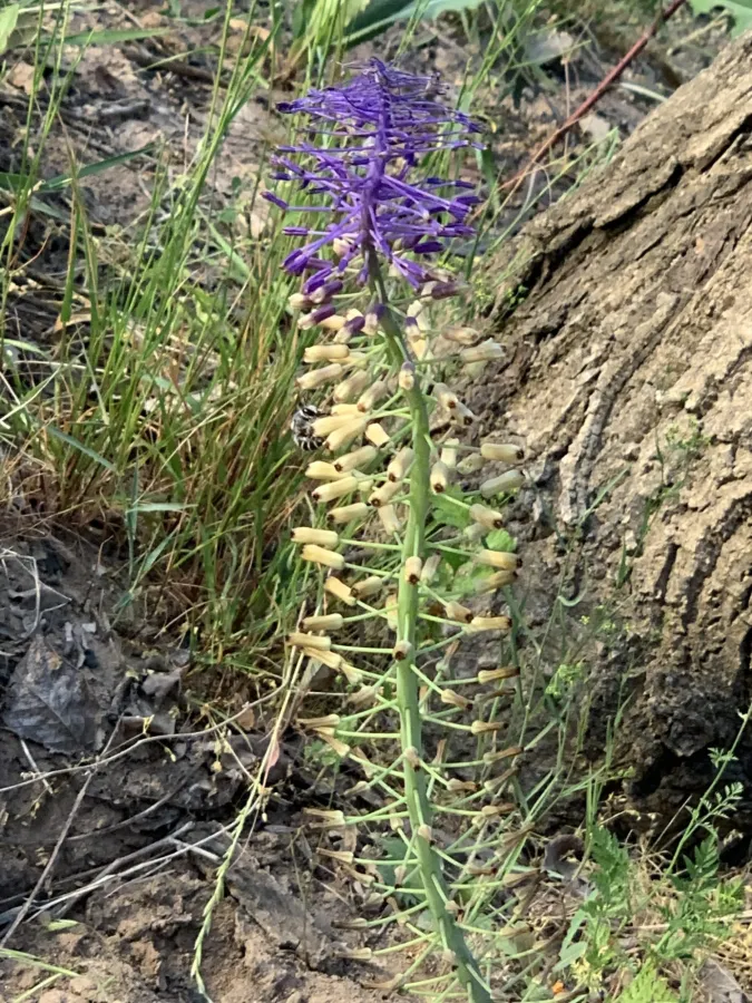 Muscari tenuiflorum