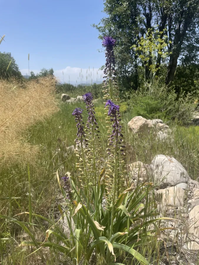 Muscari tenuiflorum