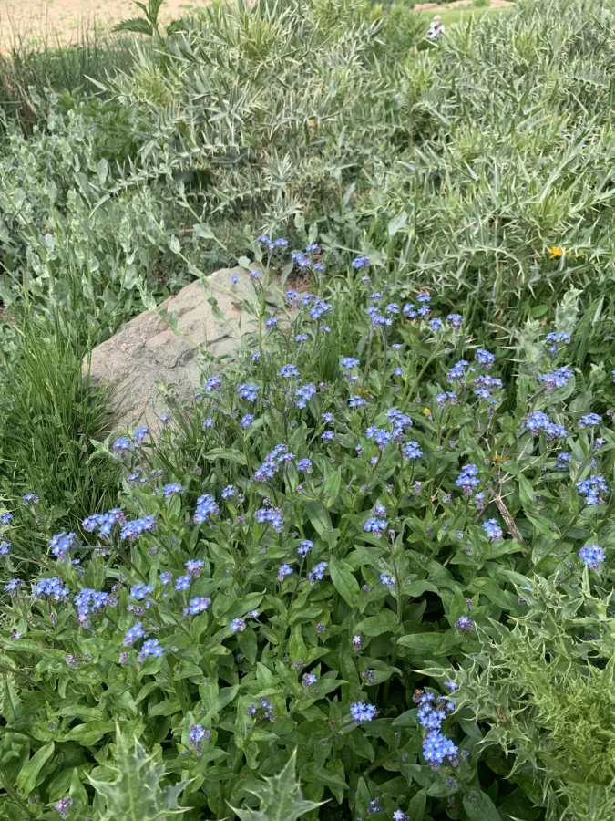 Myosotis alpestris