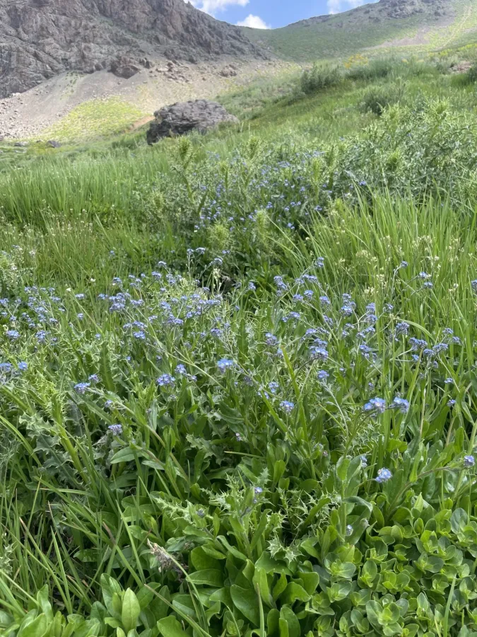 Myosotis alpestris