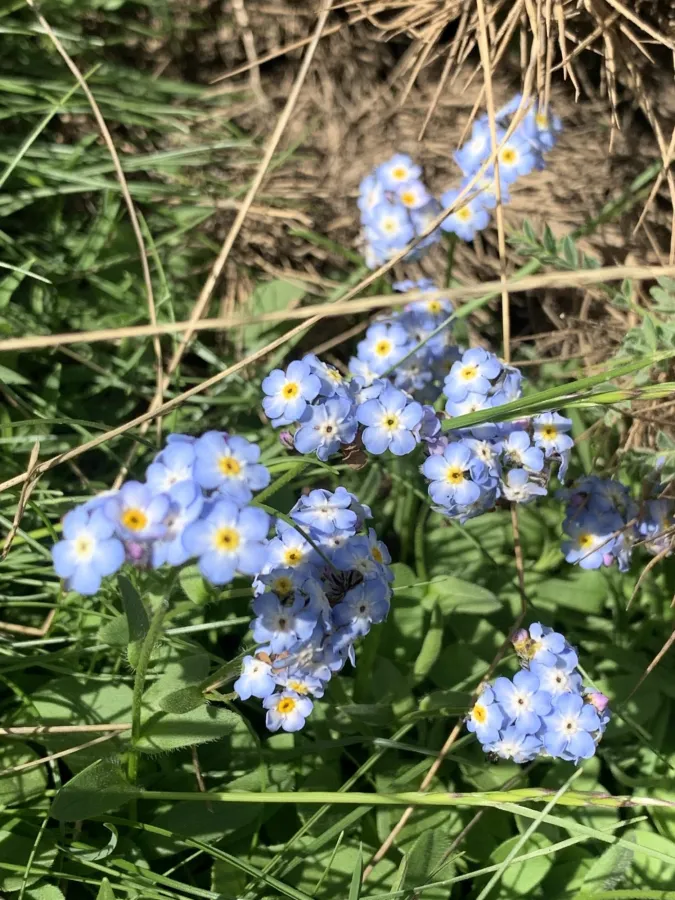 Myosotis alpestris