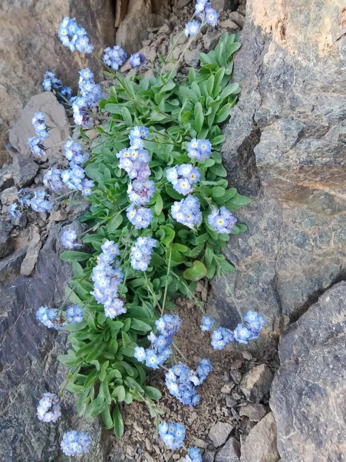 Myosotis alpestris