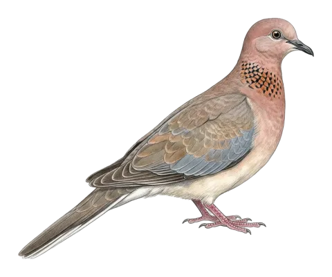 Laughing Dove