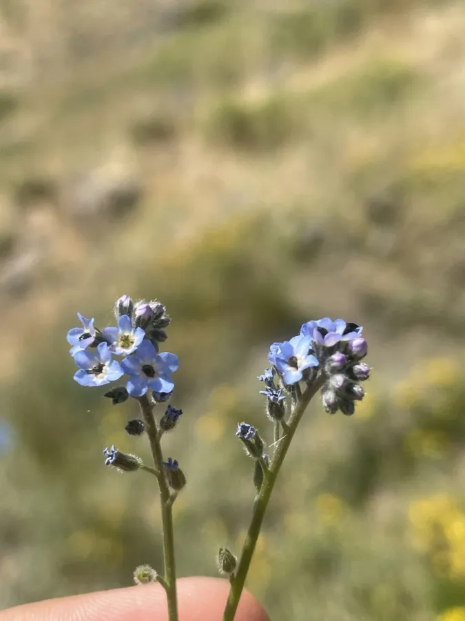 Myosotis kurdica