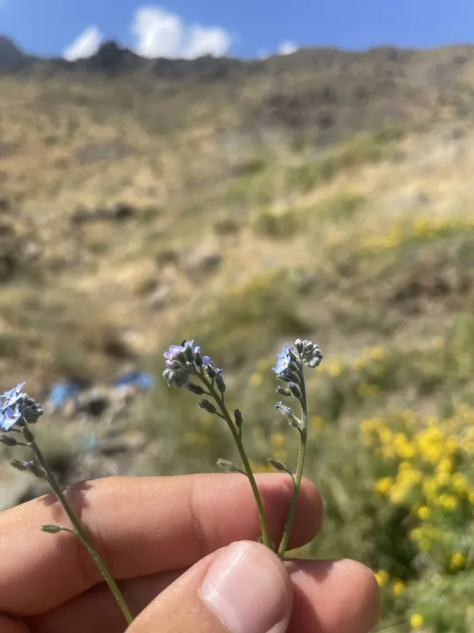 Myosotis kurdica