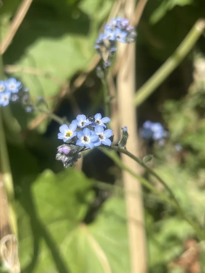 Myosotis kurdica