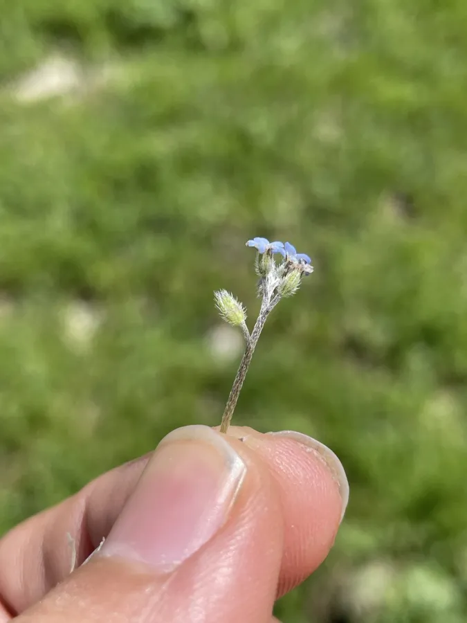 Myosotis ramosissima
