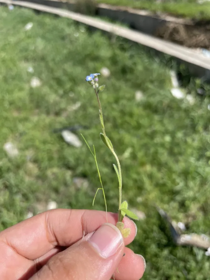 Myosotis ramosissima