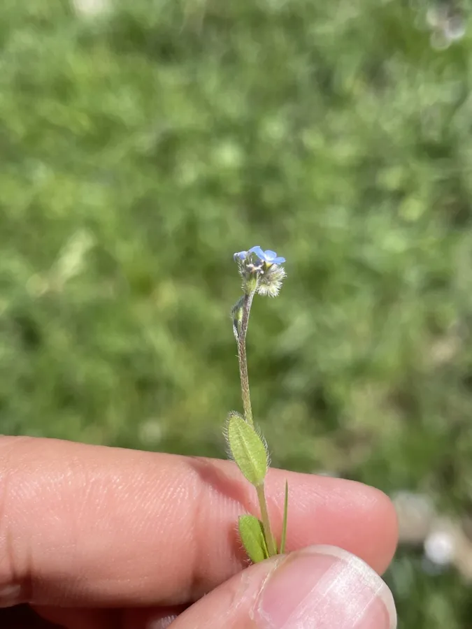 Myosotis ramosissima