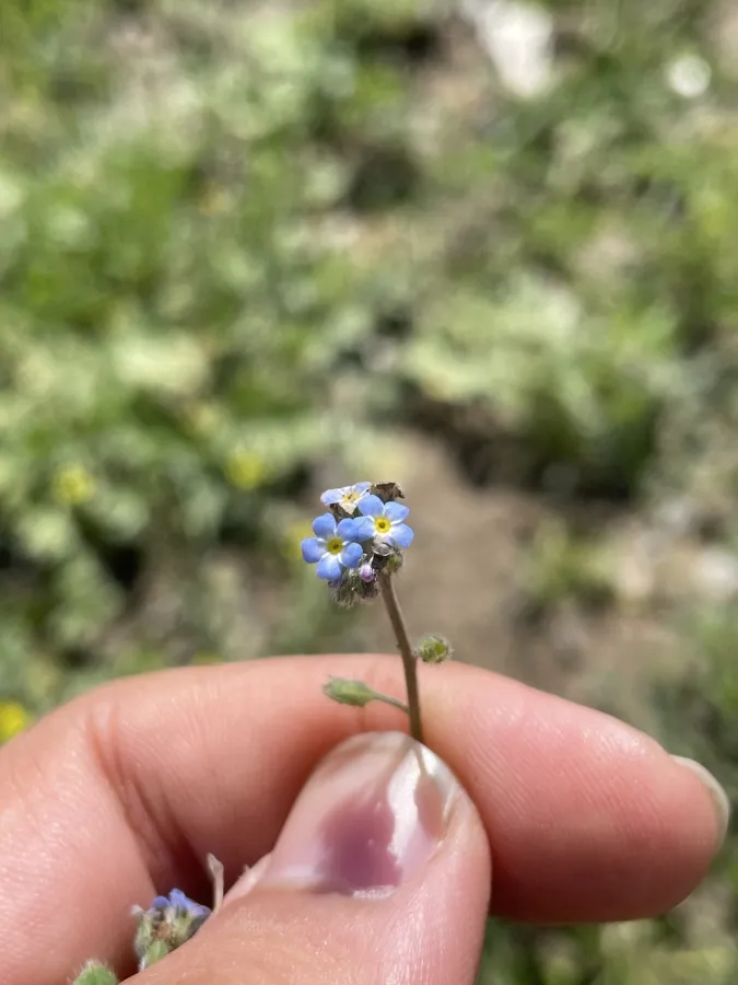 Myosotis ramosissima