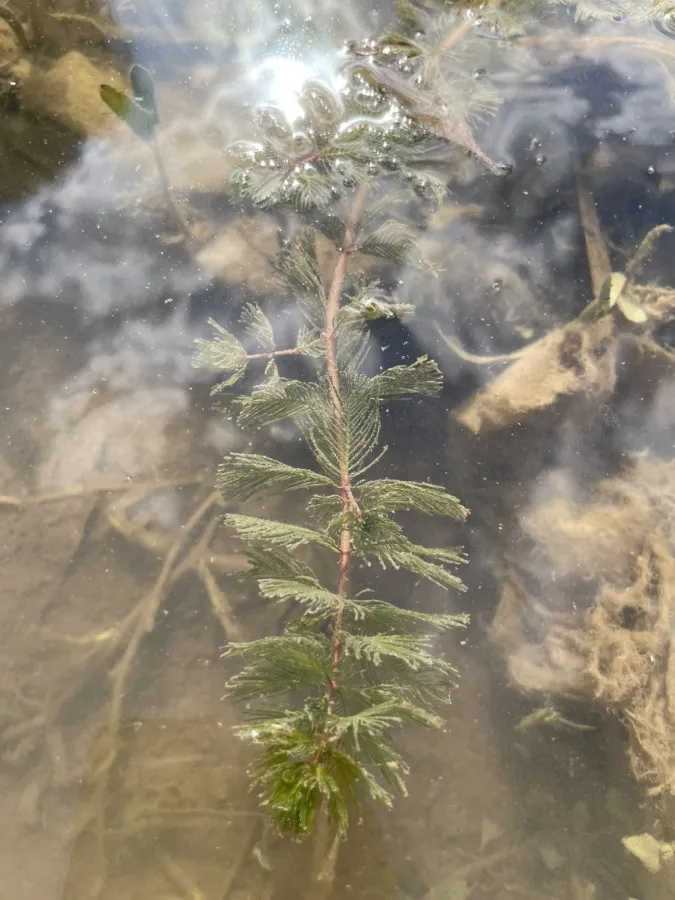Myriophyllum spicatum