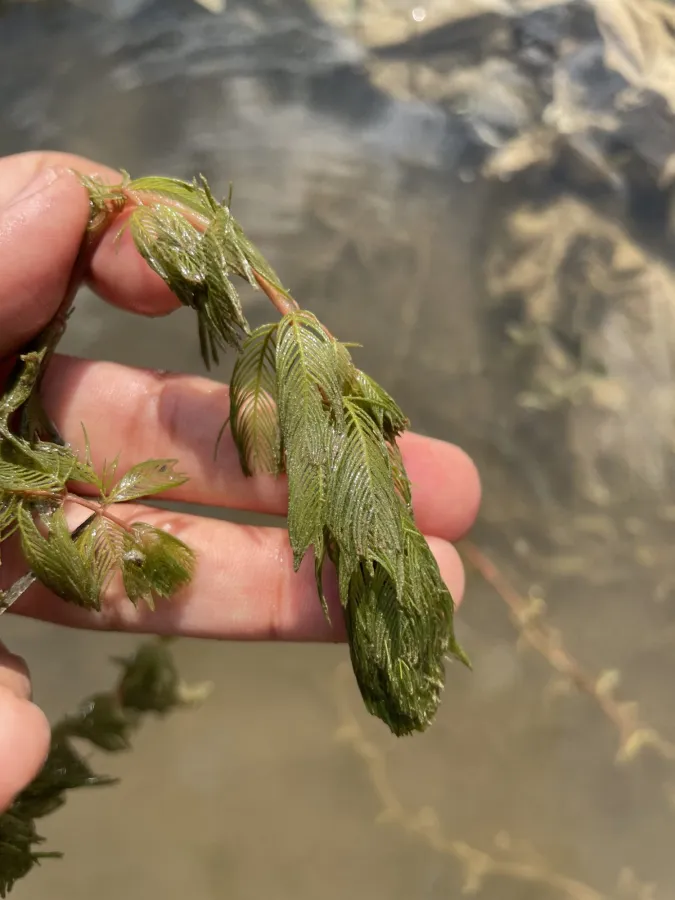 Myriophyllum spicatum
