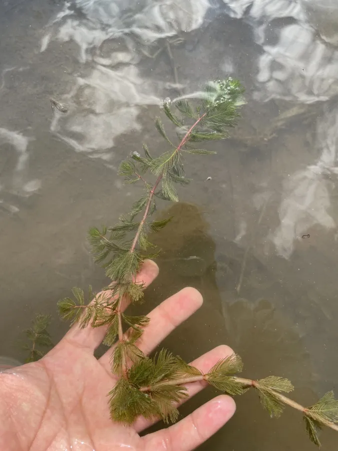 Myriophyllum spicatum