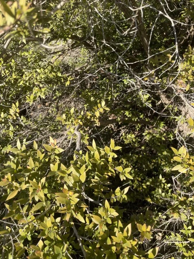 Myrtus communis