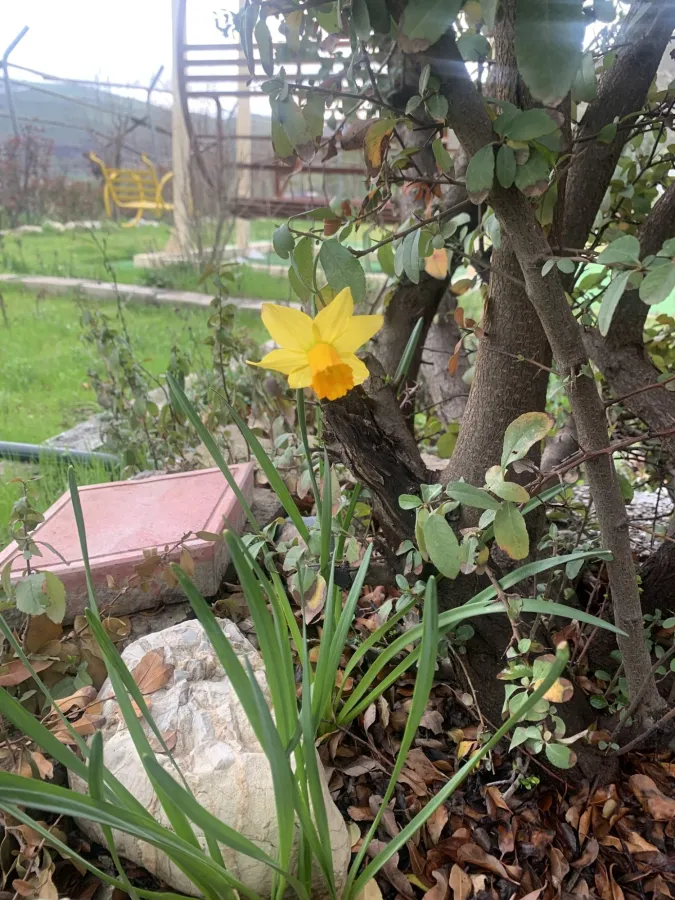 Narcissus pseudonarcissus