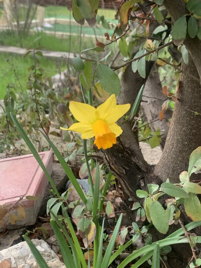 Narcissus pseudonarcissus