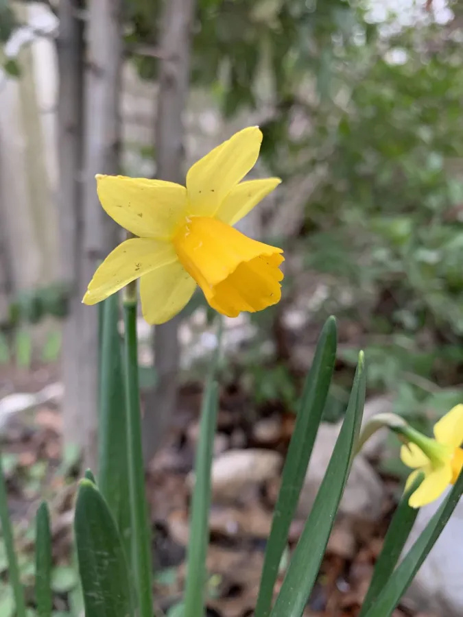 Narcissus pseudonarcissus