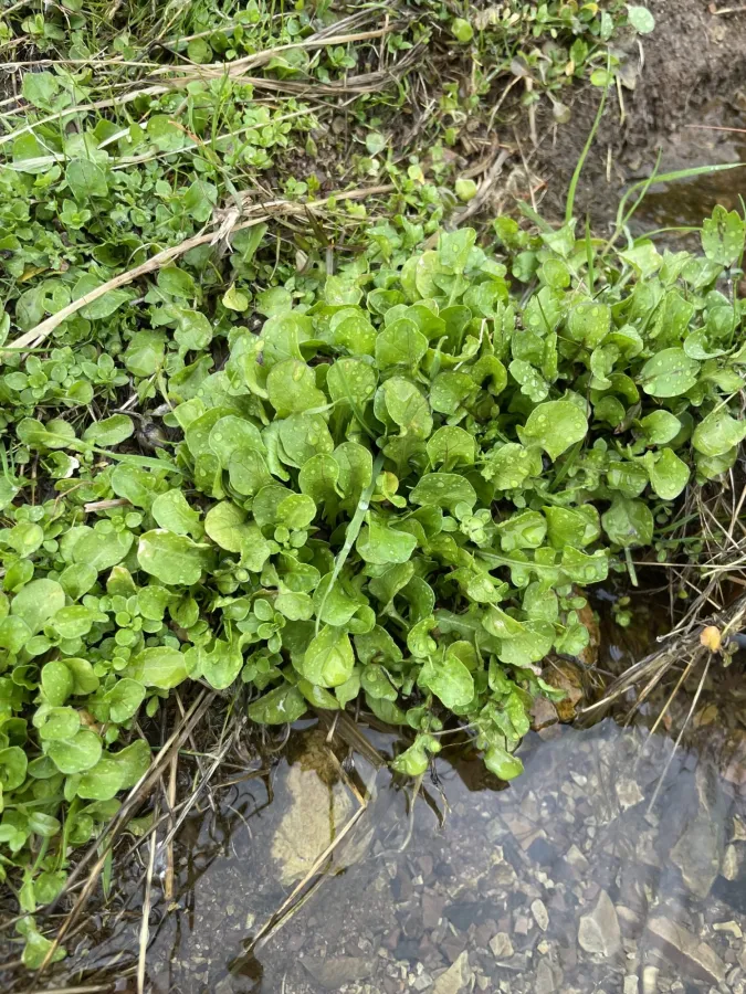 Nasturtium officinale