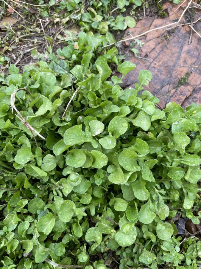 Nasturtium officinale