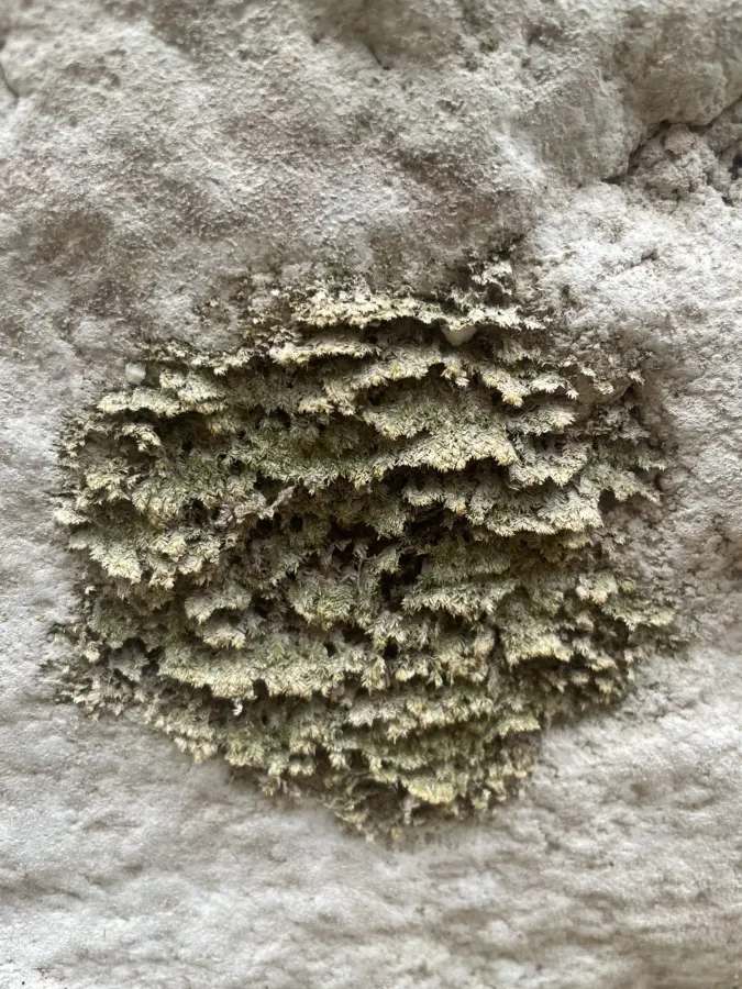 Neckera pennata