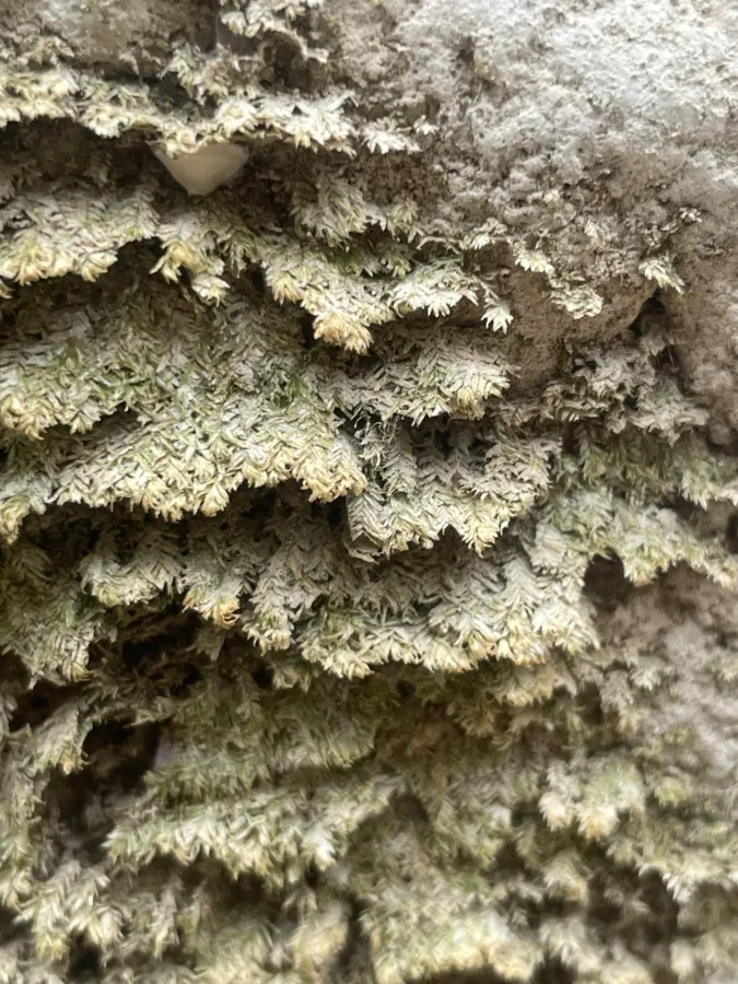 Neckera pennata