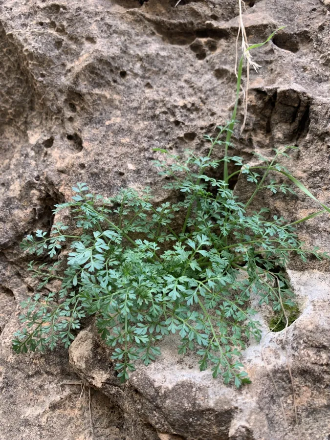 Neomuretia amplifolia