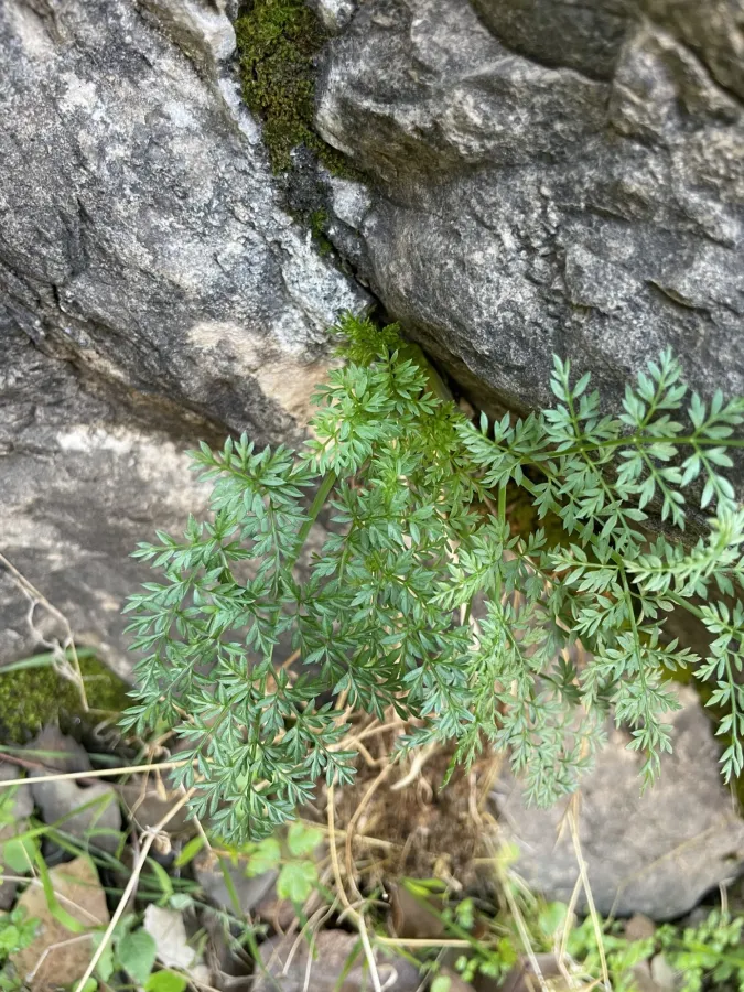 Neomuretia amplifolia