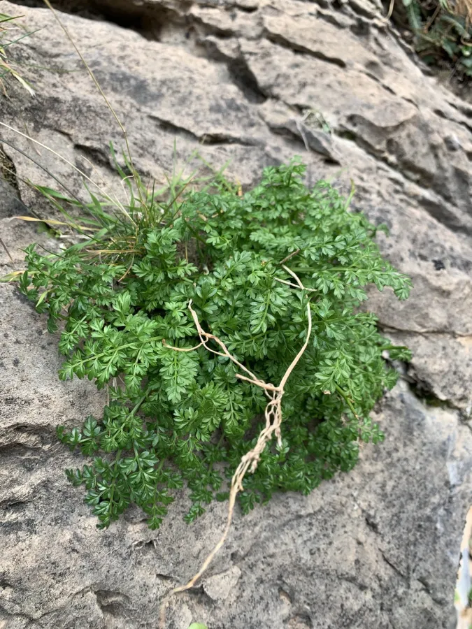 Neomuretia amplifolia