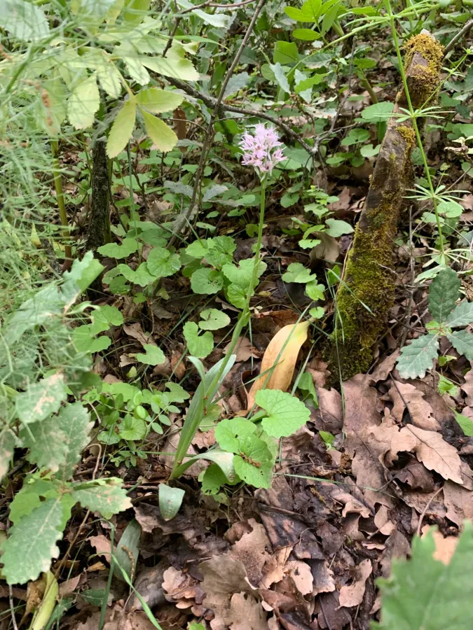 Neotinea tridentata