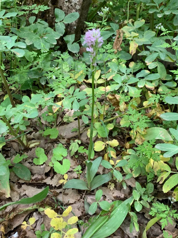 Neotinea tridentata