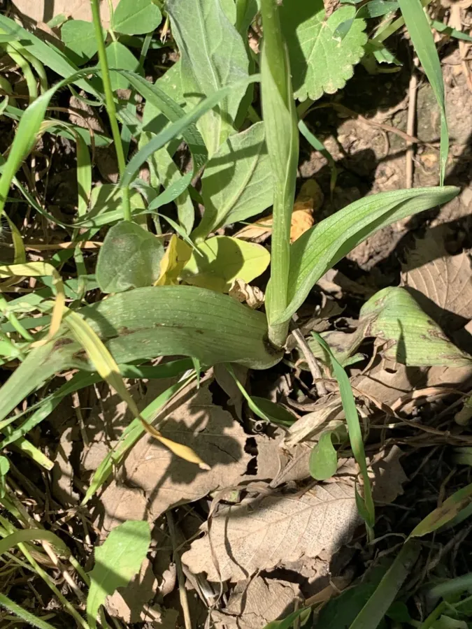 Neotinea tridentata