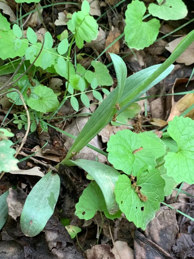 Neotinea tridentata
