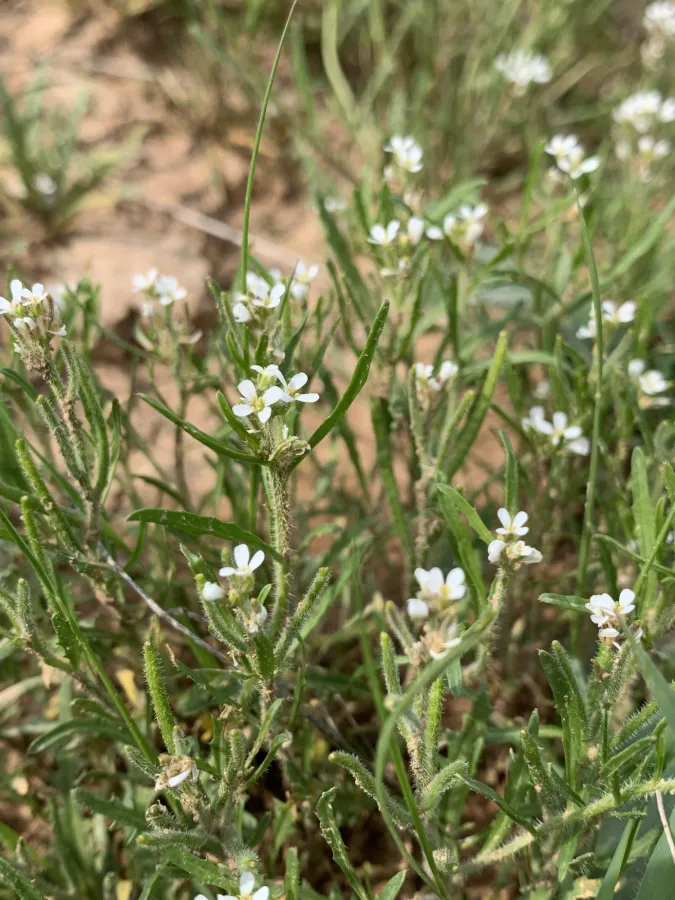 Neotorularia torulosa